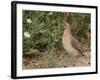 Male Common Quail (Coturnix Coturnix) Calling, Spain, May-Markus Varesvuo-Framed Photographic Print