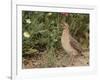 Male Common Quail (Coturnix Coturnix) Calling, Spain, May-Markus Varesvuo-Framed Photographic Print