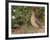 Male Common Quail (Coturnix Coturnix) Calling, Spain, May-Markus Varesvuo-Framed Photographic Print