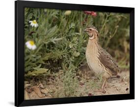 Male Common Quail (Coturnix Coturnix) Calling, Spain, May-Markus Varesvuo-Framed Photographic Print