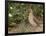 Male Common Quail (Coturnix Coturnix) Calling, Spain, May-Markus Varesvuo-Framed Photographic Print