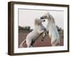 Male Competition -Jorge Llovet-Framed Art Print