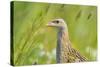 Male Corncrake (Crex Crex) South Uist, Outer Hebrides, Scotland, UK, June-Fergus Gill-Stretched Canvas