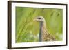 Male Corncrake (Crex Crex) South Uist, Outer Hebrides, Scotland, UK, June-Fergus Gill-Framed Photographic Print