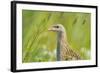 Male Corncrake (Crex Crex) South Uist, Outer Hebrides, Scotland, UK, June-Fergus Gill-Framed Photographic Print