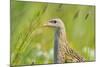 Male Corncrake (Crex Crex) South Uist, Outer Hebrides, Scotland, UK, June-Fergus Gill-Mounted Photographic Print