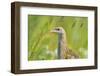 Male Corncrake (Crex Crex) South Uist, Outer Hebrides, Scotland, UK, June-Fergus Gill-Framed Photographic Print