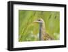 Male Corncrake (Crex Crex) South Uist, Outer Hebrides, Scotland, UK, June-Fergus Gill-Framed Photographic Print