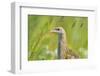 Male Corncrake (Crex Crex) South Uist, Outer Hebrides, Scotland, UK, June-Fergus Gill-Framed Photographic Print