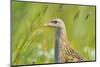 Male Corncrake (Crex Crex) South Uist, Outer Hebrides, Scotland, UK, June-Fergus Gill-Mounted Photographic Print