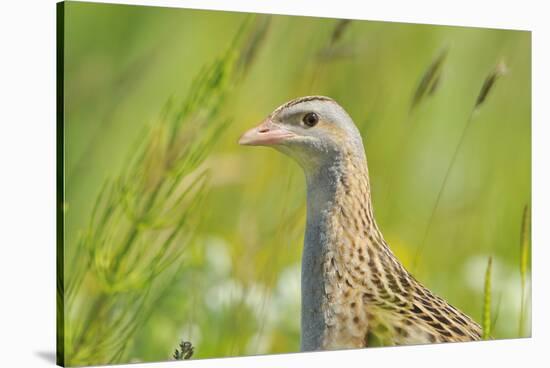 Male Corncrake (Crex Crex) South Uist, Outer Hebrides, Scotland, UK, June-Fergus Gill-Stretched Canvas