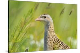 Male Corncrake (Crex Crex) South Uist, Outer Hebrides, Scotland, UK, June-Fergus Gill-Stretched Canvas