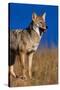 Male Coyote on the Prairie-W. Perry Conway-Stretched Canvas