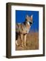 Male Coyote on the Prairie-W. Perry Conway-Framed Photographic Print