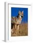 Male Coyote on the Prairie-W. Perry Conway-Framed Photographic Print