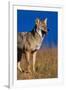 Male Coyote on the Prairie-W. Perry Conway-Framed Photographic Print
