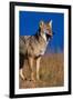 Male Coyote on the Prairie-W. Perry Conway-Framed Photographic Print