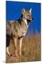 Male Coyote on the Prairie-W. Perry Conway-Mounted Photographic Print