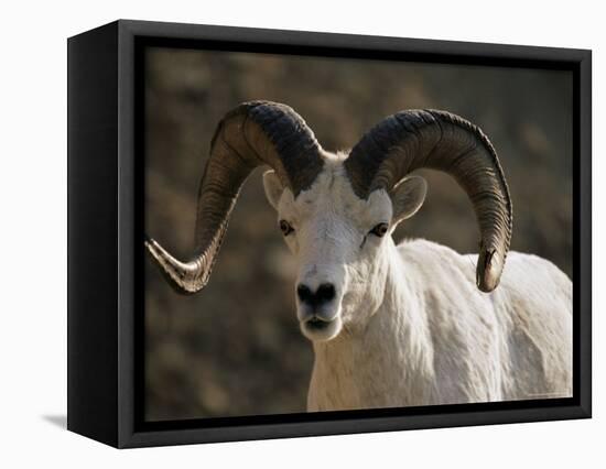 Male Dall Sheep (Ovis Dalli), Denali National Park, Alaska, United States of America, North America-James Hager-Framed Stretched Canvas