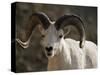 Male Dall Sheep (Ovis Dalli), Denali National Park, Alaska, United States of America, North America-James Hager-Stretched Canvas