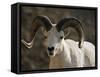 Male Dall Sheep (Ovis Dalli), Denali National Park, Alaska, United States of America, North America-James Hager-Framed Stretched Canvas