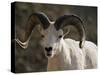 Male Dall Sheep (Ovis Dalli), Denali National Park, Alaska, United States of America, North America-James Hager-Stretched Canvas