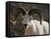 Male Dall Sheep (Ovis Dalli), Denali National Park, Alaska, United States of America, North America-James Hager-Framed Stretched Canvas