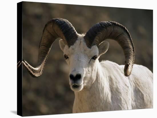 Male Dall Sheep (Ovis Dalli), Denali National Park, Alaska, United States of America, North America-James Hager-Stretched Canvas