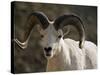 Male Dall Sheep (Ovis Dalli), Denali National Park, Alaska, United States of America, North America-James Hager-Stretched Canvas