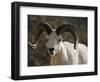 Male Dall Sheep (Ovis Dalli), Denali National Park, Alaska, United States of America, North America-James Hager-Framed Photographic Print