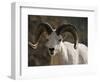 Male Dall Sheep (Ovis Dalli), Denali National Park, Alaska, United States of America, North America-James Hager-Framed Photographic Print