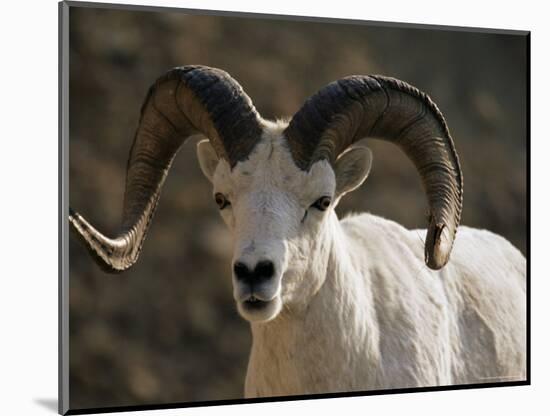 Male Dall Sheep (Ovis Dalli), Denali National Park, Alaska, United States of America, North America-James Hager-Mounted Photographic Print