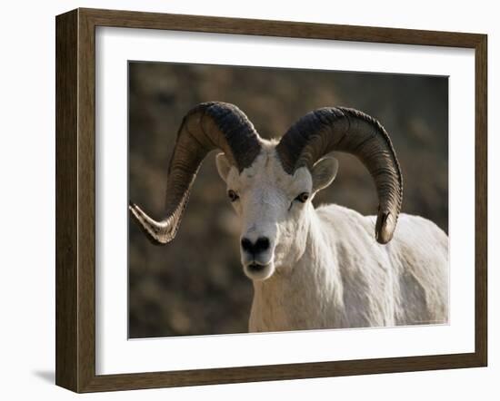 Male Dall Sheep (Ovis Dalli), Denali National Park, Alaska, United States of America, North America-James Hager-Framed Photographic Print