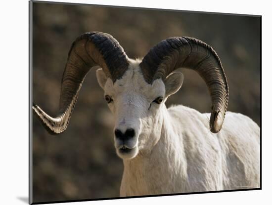 Male Dall Sheep (Ovis Dalli), Denali National Park, Alaska, United States of America, North America-James Hager-Mounted Photographic Print