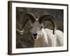 Male Dall Sheep (Ovis Dalli), Denali National Park, Alaska, United States of America, North America-James Hager-Framed Photographic Print