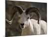 Male Dall Sheep (Ovis Dalli), Denali National Park, Alaska, United States of America, North America-James Hager-Mounted Photographic Print