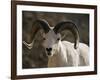 Male Dall Sheep (Ovis Dalli), Denali National Park, Alaska, United States of America, North America-James Hager-Framed Photographic Print