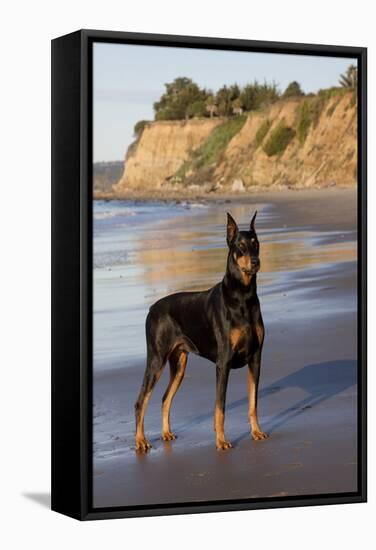 Male Doberman Pinscher Standing on Pacific Beach in Early A.M., Santa Barbara, California, USA-Lynn M^ Stone-Framed Stretched Canvas