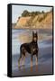 Male Doberman Pinscher Standing on Pacific Beach in Early A.M., Santa Barbara, California, USA-Lynn M^ Stone-Framed Stretched Canvas