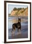 Male Doberman Pinscher Standing on Pacific Beach in Early A.M., Santa Barbara, California, USA-Lynn M^ Stone-Framed Premium Photographic Print