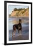 Male Doberman Pinscher Standing on Pacific Beach in Early A.M., Santa Barbara, California, USA-Lynn M^ Stone-Framed Premium Photographic Print