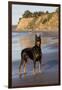 Male Doberman Pinscher Standing on Pacific Beach in Early A.M., Santa Barbara, California, USA-Lynn M^ Stone-Framed Premium Photographic Print