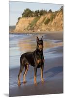 Male Doberman Pinscher Standing on Pacific Beach in Early A.M., Santa Barbara, California, USA-Lynn M^ Stone-Mounted Premium Photographic Print