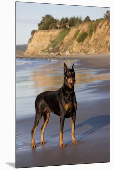 Male Doberman Pinscher Standing on Pacific Beach in Early A.M., Santa Barbara, California, USA-Lynn M^ Stone-Mounted Premium Photographic Print