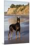 Male Doberman Pinscher Standing on Pacific Beach in Early A.M., Santa Barbara, California, USA-Lynn M^ Stone-Mounted Premium Photographic Print