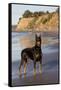 Male Doberman Pinscher Standing on Pacific Beach in Early A.M., Santa Barbara, California, USA-Lynn M^ Stone-Framed Stretched Canvas