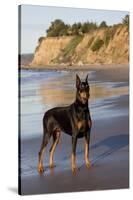 Male Doberman Pinscher Standing on Pacific Beach in Early A.M., Santa Barbara, California, USA-Lynn M^ Stone-Stretched Canvas