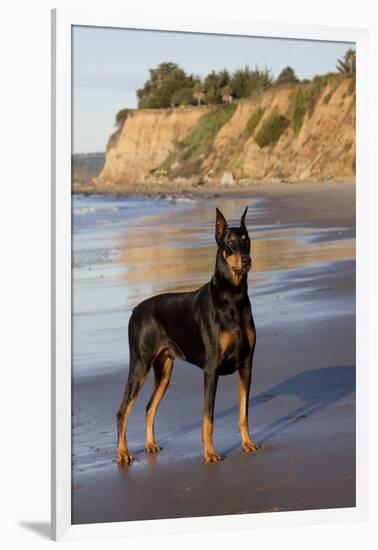 Male Doberman Pinscher Standing on Pacific Beach in Early A.M., Santa Barbara, California, USA-Lynn M^ Stone-Framed Photographic Print