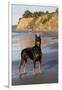 Male Doberman Pinscher Standing on Pacific Beach in Early A.M., Santa Barbara, California, USA-Lynn M^ Stone-Framed Photographic Print