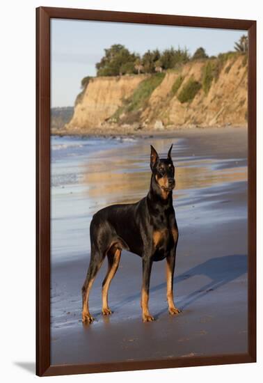 Male Doberman Pinscher Standing on Pacific Beach in Early A.M., Santa Barbara, California, USA-Lynn M^ Stone-Framed Photographic Print